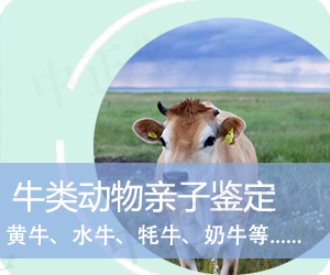 德宏牛类动物亲子鉴定