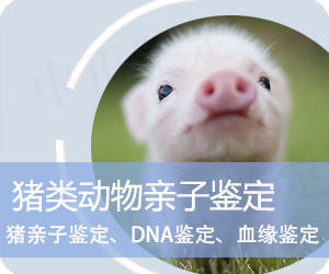 德宏猪类动物亲子鉴定